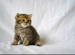 Tiger - British Shorthair Kitten For Sale - Philadelphia, PA, US
