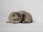 Cloud - British Shorthair Kitten For Sale - Philadelphia, PA, US