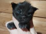 Black boy - Maine Coon Kitten For Sale - New York, NY, US