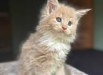 Cream with white boy - Maine Coon Cat For Sale - New York, NY, US