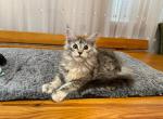 Xenia - Maine Coon Cat For Sale - New York, NY, US