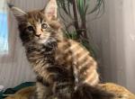 Xanna - Maine Coon Cat For Sale - New York, NY, US