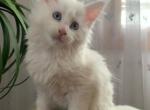 X'Alice - Maine Coon Cat For Sale - New York, NY, US