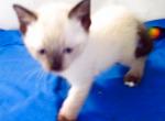 Sealpoint boy - Siamese Cat For Sale - Walterboro, SC, US