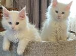 Oxana and Chathams kittens Odd Eye - Maine Coon Cat For Sale - Fall River, MA, US