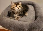 Leo - Siberian Cat For Sale - Chelsea, MA, US