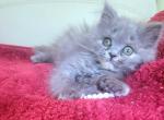 Sofia - Scottish Straight Cat For Sale - New York, NY, US