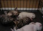 BengPersDom 3 - Bengal Cat For Sale - Westville, NJ, US