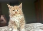 YELISEY for breed - Maine Coon Cat For Sale - New York, NY, US