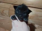 black boy - Maine Coon Kitten For Sale - New York, NY, US