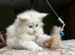 ZEEMILIA for breed - Maine Coon Cat For Sale - New York, NY, US