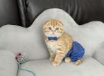 Orange boy - Scottish Fold Cat For Sale - Kent, WA, US