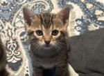 Loki - Bengal Cat For Sale - Concord, NH, US