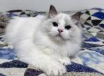 LaBarbara - Ragdoll Cat For Sale - Tuscaloosa, AL, US