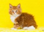 Papillon - Maine Coon Cat For Sale - Brooklyn, NY, US