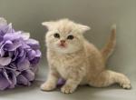 Buster - Scottish Straight Cat For Sale - North Richland Hills, TX, US