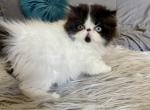 CFA registered black and white bicolor - Persian Cat For Sale - Mercer, PA, US