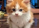 St Patty's - Maine Coon Cat For Sale - Fredericksburg, PA, US