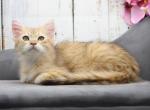 Paris CFA certified - Siberian Cat For Sale - Ashburn, VA, US