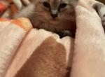 Lynx point Siamese kitten male - Siamese Cat For Sale - Louisville, KY, US