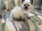 Male seal point - Ragdoll Cat For Sale - Butler, PA, US