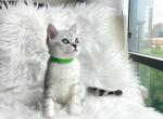 Nico - British Shorthair Cat For Sale - Fairfax, VA, US