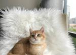 Kiko - British Shorthair Cat For Sale - Fairfax, VA, US