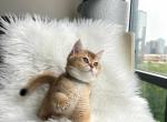 Tico - British Shorthair Cat For Sale - Fairfax, VA, US