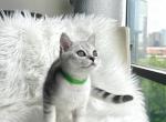 Niko - British Shorthair Cat For Sale - New York, NY, US