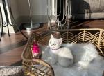 Mimi - British Shorthair Cat For Sale - New York, NY, US