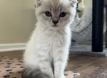 White - Scottish Fold Cat For Sale - Shorewood, IL, US