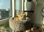 Marco - British Shorthair Cat For Sale - New York, NY, US