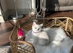 Mimi - British Shorthair Cat For Sale - Charlotte, NC, US