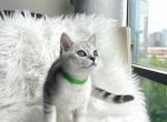 Niko - British Shorthair Cat For Sale - Charlotte, NC, US