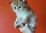 Molly - Scottish Fold Cat For Sale - Levittown, PA, US