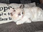 Seal tortie bicolor female - Ragdoll Cat For Sale - Minerva, OH, US