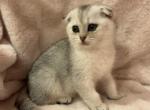 Kitty - Scottish Fold Cat For Sale - Renton, WA, US