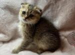 Kitty 2 - Scottish Fold Cat For Sale - Renton, WA, US