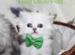 Reserved Tiny Teacup Persian Oliver in Tampa FL - Persian Cat For Sale - Tampa, FL, US