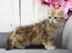 Vika CFA certified - Siberian Cat For Sale - Ashburn, VA, US