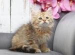 Ulla - Siberian Cat For Sale - Ashburn, VA, US