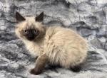 Ragdoll female babies - Ragdoll Cat For Sale - 