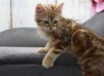 Viggo CFA certified - Siberian Cat For Sale - Ashburn, VA, US