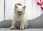 Whitney CFA certified - Siberian Cat For Sale - Ashburn, VA, US