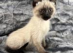 Valentine Babies - Siamese Cat For Sale - Newport, WA, US