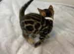 Tina - Bengal Cat For Sale - Chicago, IL, US