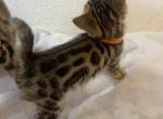 Lily - Bengal Cat For Sale - Chicago, IL, US