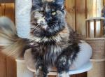 Nala - Maine Coon Cat For Sale - Pembroke Pines, FL, US