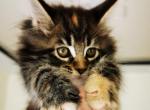 Kleo - Maine Coon Cat For Sale - Norwalk, CT, US