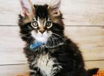 Klod - Maine Coon Cat For Sale - Miami, FL, US